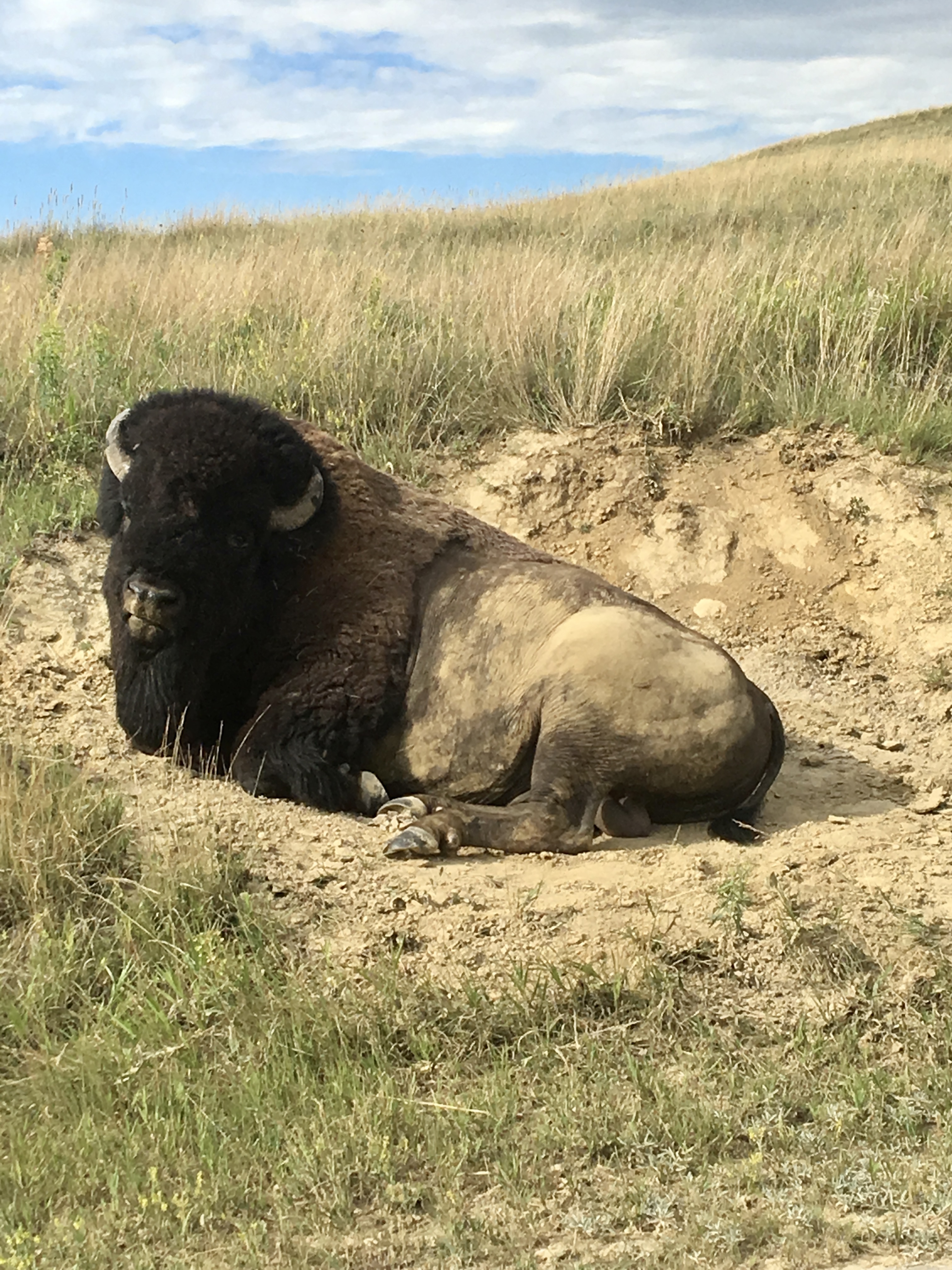 Buffalo in South Dakota