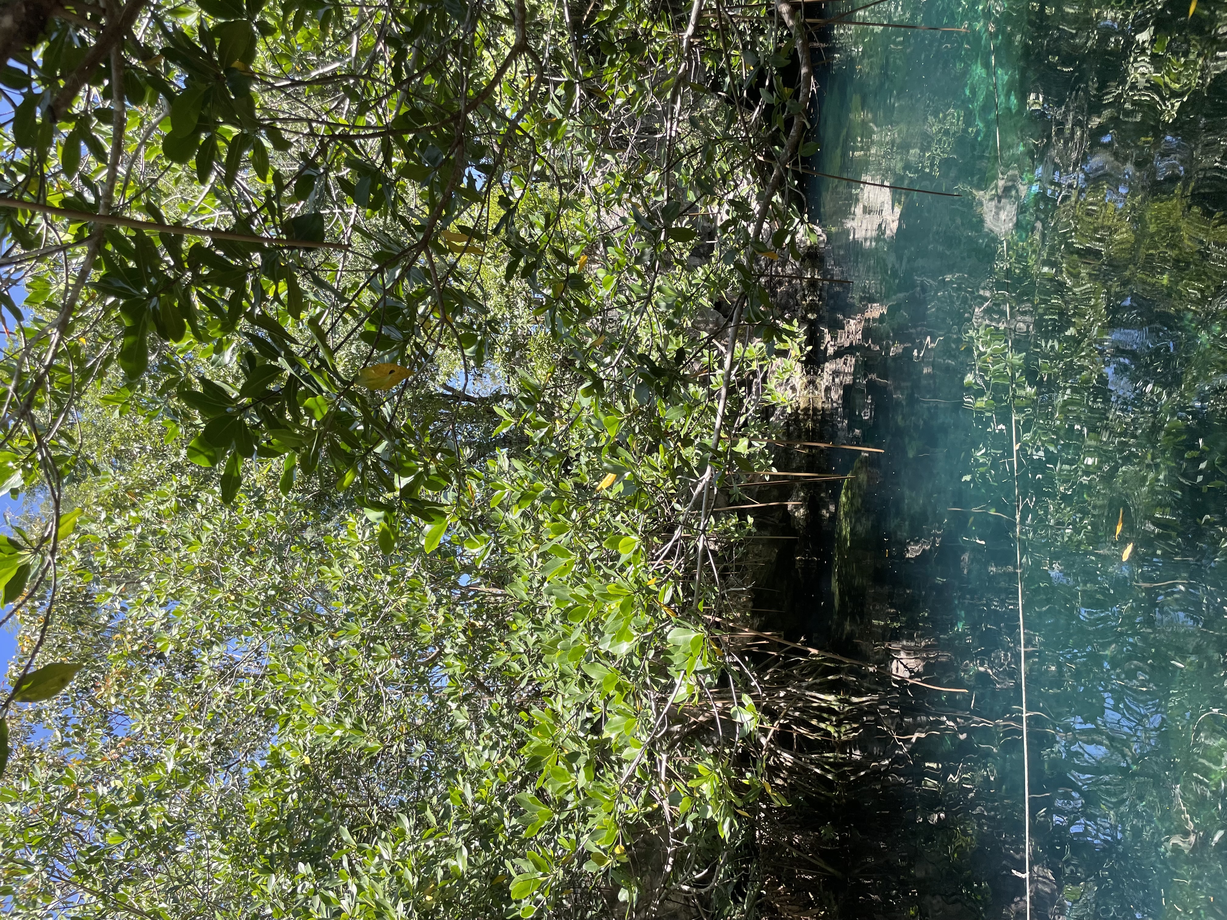Cenotes in Riviera Maya