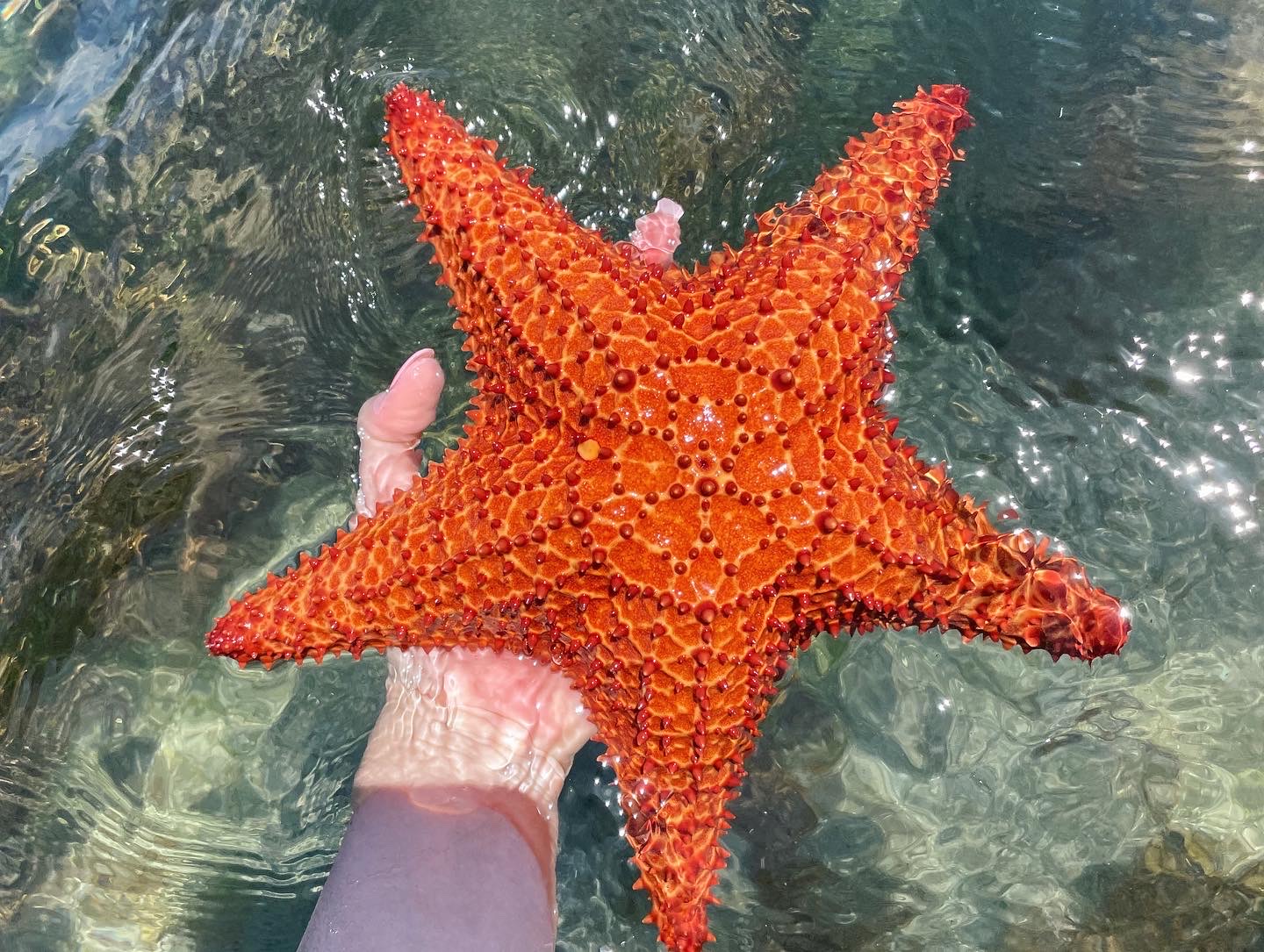 Starfish in Belize